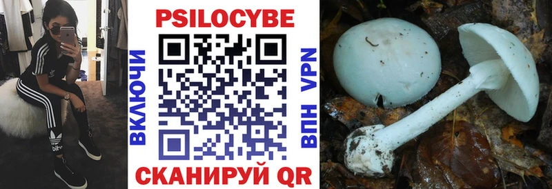 Купить закладки  Калининск  Псилоцибиновые грибы Psilocybe 